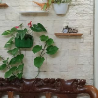 trầu bà xanh (vạn niên thanh)