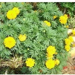 HẠT GIỐNG HOA CÚC VẠN THỌ AFRICAN MARIGOLD CRACKERJACK MIX Tagetes Hạt giống hoa Erecta