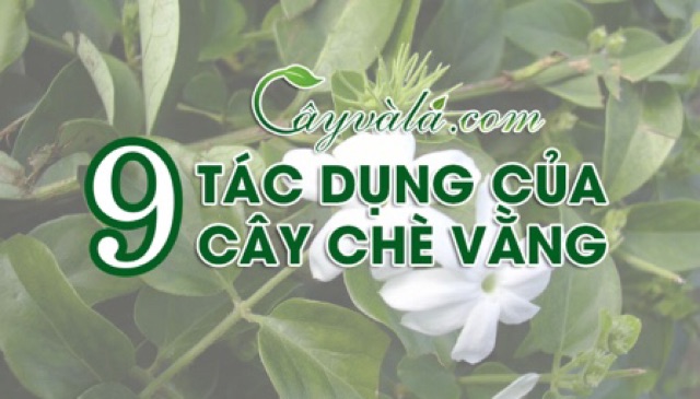 1KG LÁ CHÈ VẰNG SẺ NGHỆ AN giúp tiêu mỡ lợi sữa