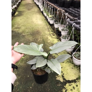 Chậu cứng Philodendron Hastatum - Trầu bà kiếm bạc