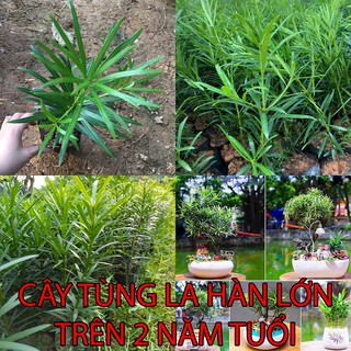 Tùng La Hán Lớn trên 2 năm tuổi cây cao khỏe có bầu đất 1kg cao 40-50cm