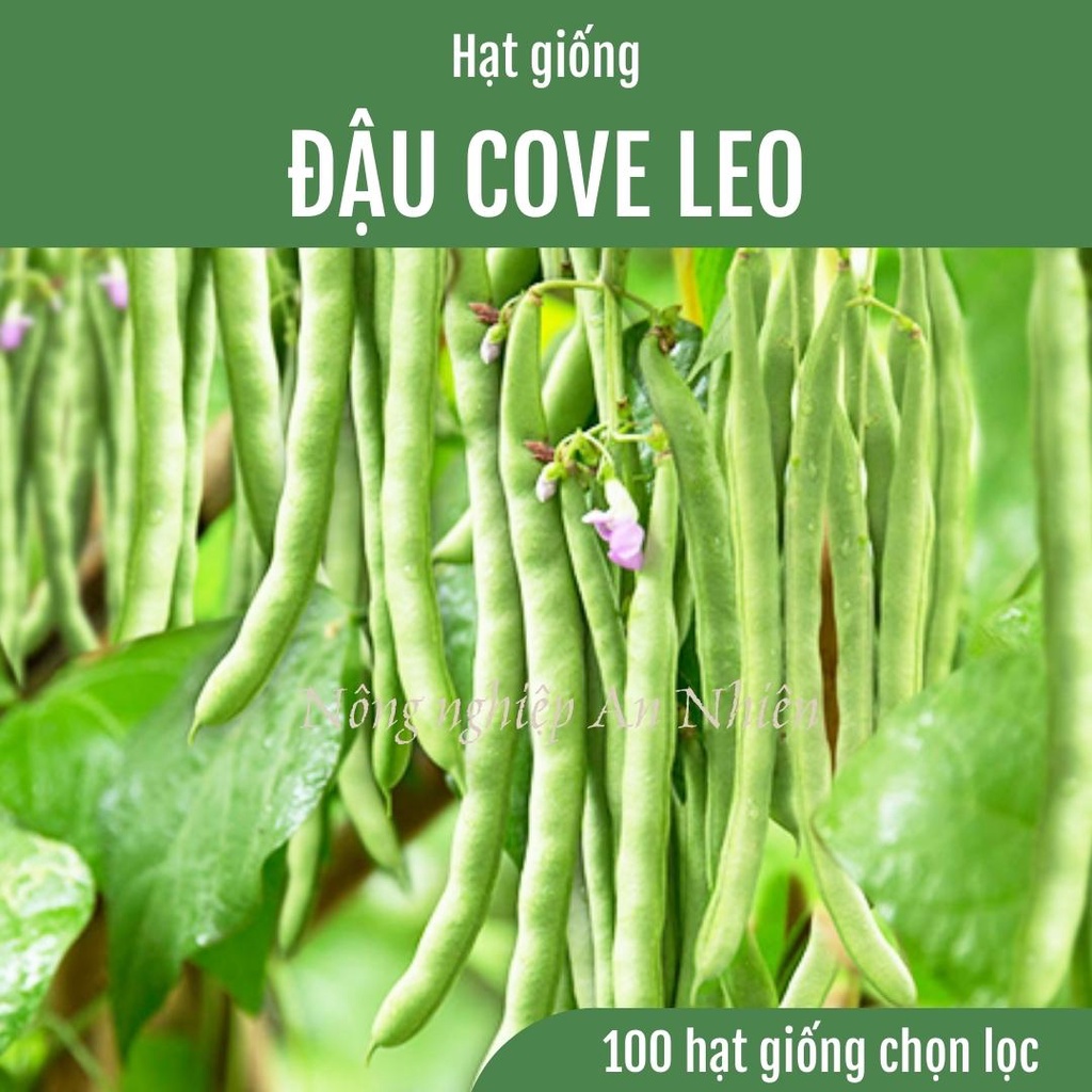 100 Hạt giống đậu cove leo hạt nâu siêu trái