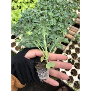 cây giống cải kale (blue kale)