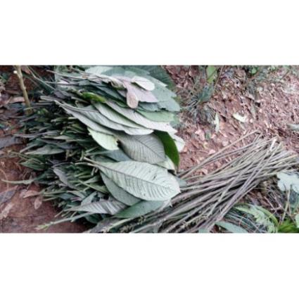 1kg Lá Khôi Tía khô ( Khôi Nhung) hàng loại 1
