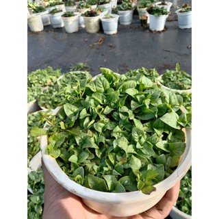 Cây Quế Vị Xá Xị Chậu Lớn 😌