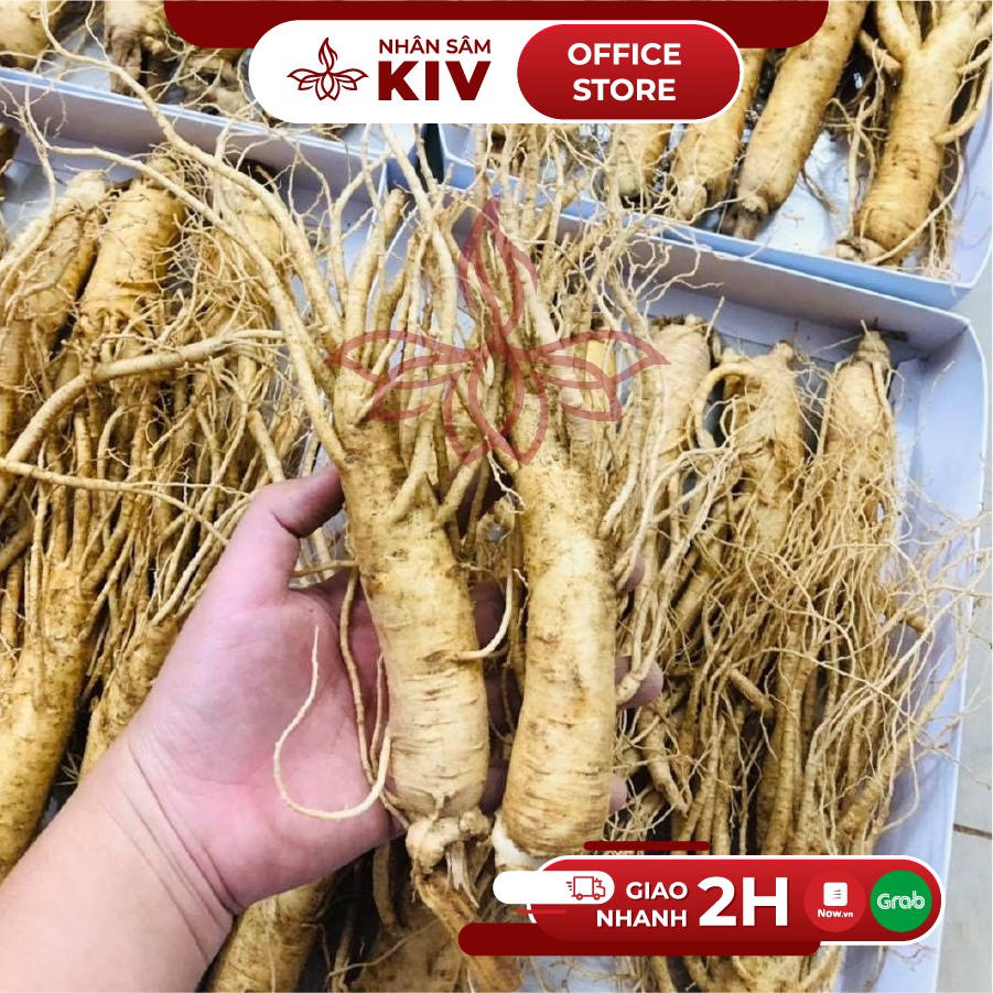 Nhân sâm tươi 235k/củ lớn loại 8-10 củ/kg thượng phẩm | BigBuy360 - bigbuy360.vn