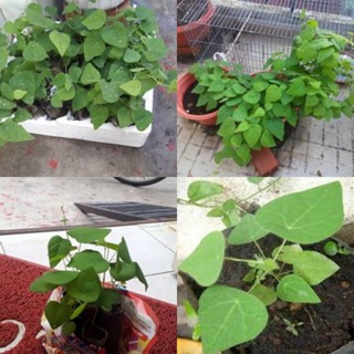 10 hạt giống sương sâm lông