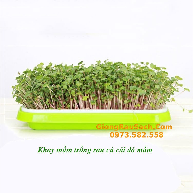 Khay Trồng Rau Mầm Có Lưới Thông Minh Trồng Thủy Canh Nhựa PP Nguyên Sinh