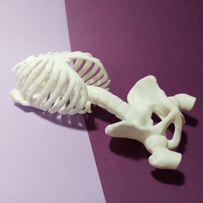 Mô hình nhựa xương sườn và xương chậu người dài 14cm, tỉ lệ 1:6, trang trí tiểu cảnh, kinh dị, sa bàn, chuồng bò sát