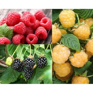 30h - Hạt giống Mâm Xôi Đỏ - Vàng - Đen