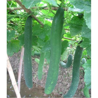 Hạt giống bí sặt gói 20 hạt - C026