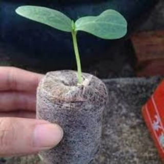VIÊN NÉN XƠ DỪA