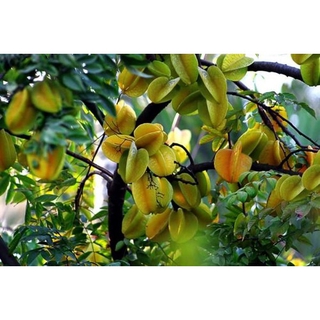 Cây khế ngọt + Tặng 02 cây nhót ngọt