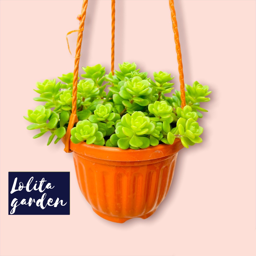 Sen đá sedum hoa hồng xanh chậu treo Đà Lạt size 9cm cây cảnh trang trí nhà cửa Lolita garden