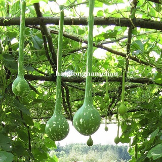 5H - HẠT GIỐNG BẦU GÁO DỪA