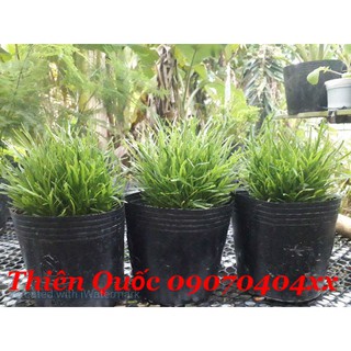 hoakiểngThiênQuốc - Hoa cỏ may - tặng phân tăng trưởng