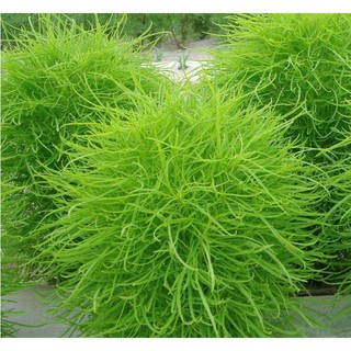 Hạt Giống Cỏ Đổi Màu - 50 hạt luckyseed hạt siêu rẻ