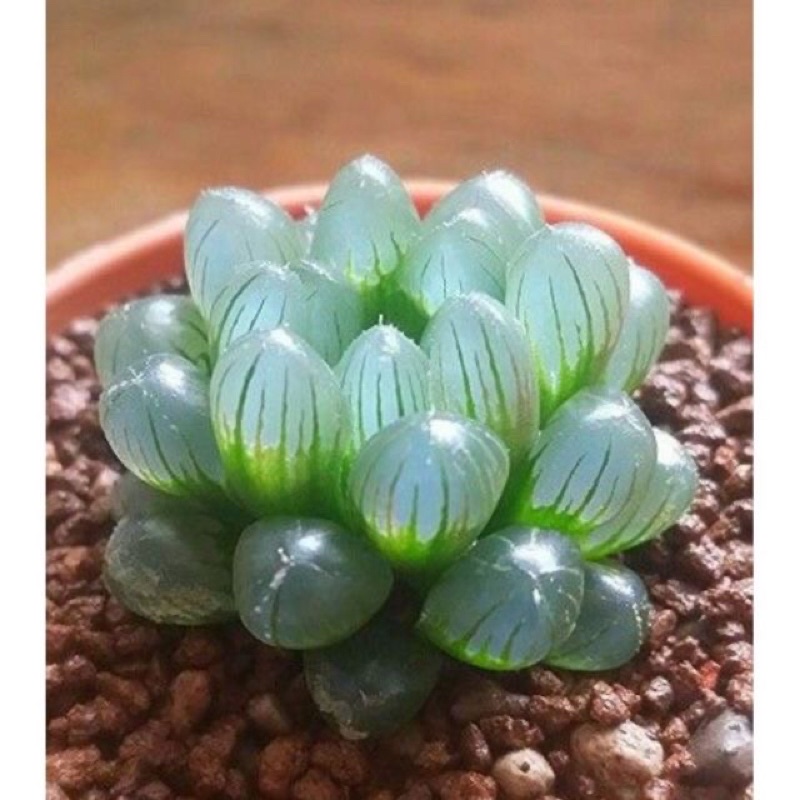 Gói 20 Hạt giống sen đá kim cương mix đủ màu sỉ 1k