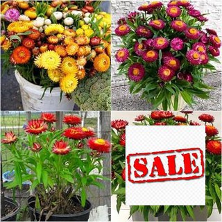 Gói 100 hạt giống hoa cúc bất tử sale