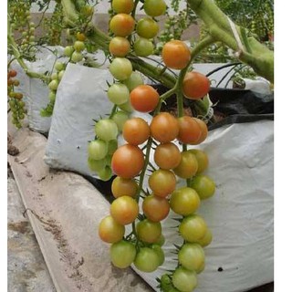 Hạt giống Cà chua bi dây vàng – 30Hạt