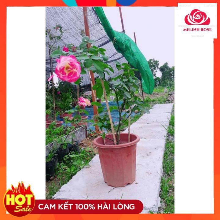 Hoa Hồng Bụi Double Delight, Hoa thơm màu Hồng Song Hỷ-Vườn Hoa Melinhrose