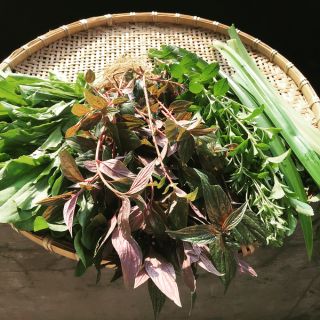 Cây giống thuốc dòi - bọ mắm (nguyên liệu nấu nước mát - trị khuẩn HP)