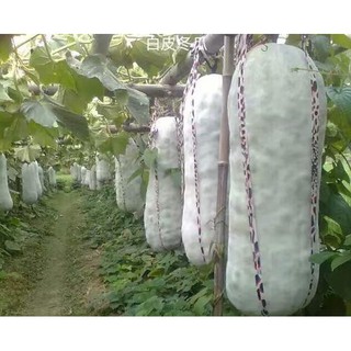 Hạt Giống Bí Trắng Khổng Lồ (35-45 Hạt) - Ngọt, Dinh Dưỡng, Năng Suất Cao - MUA 3 TẶNG 1 CÙNG LOẠI