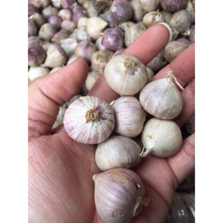 1kg tỏi cô đơn  làm tỏi đen - Vixi Mart