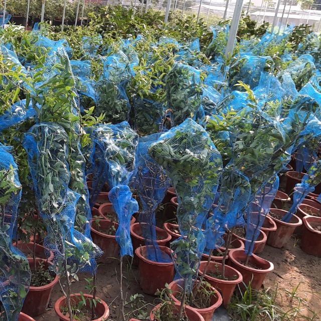 Cây hồng táo giống