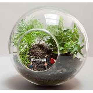 Bình thủy tinh tròn 10cm,bình thủy tinh trồng tiểu cảnh, cây thủy sinh, bình thủy tinh nuôi cá đẹp