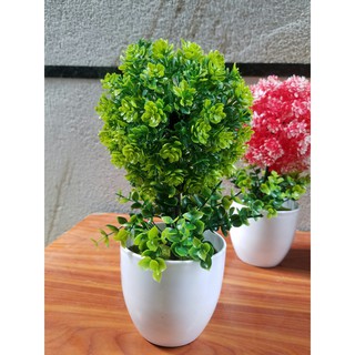Combo 3 chậu hoa cẩm tú cầu