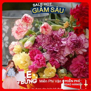 Hạt giống hoa cẩm chướng kép mix - 30 hạt / gói