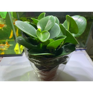 CÂY TRƯỜNG SINH - ĐỂ BÀN CỰC BỀN