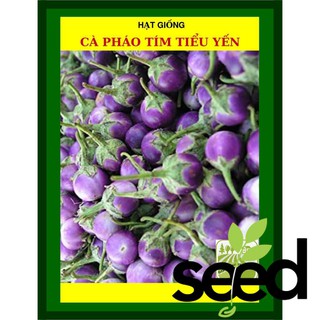 1G - Hạt Giống Cà Pháo Tím Tiểu Yến