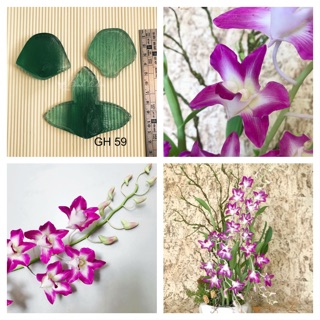 Gân hoa đất sét- gân cánh hoa lan denro