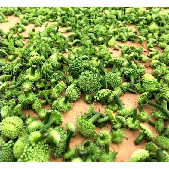 Nụ Hoa Tam Thất Khô, Hoa Tam Thất Sạch Sẽ, Thơm, Mới Thu Hoạch, Vệ Sinh An Toàn Thực Phẩm 500g | BigBuy360 - bigbuy360.vn