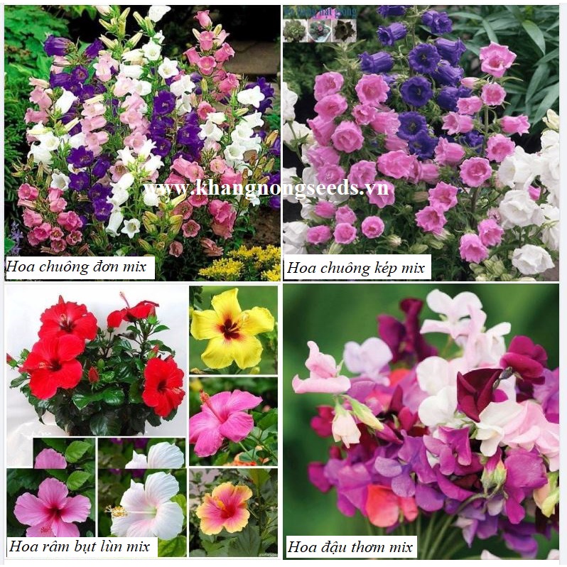 Tổng Hợp Hạt giống Hoa Dễ Trồng, Nhiều Màu, Tỷ Lệ Nảy Mầm Cao, Trồng Được Quanh Năm - Khang Nông Seeds