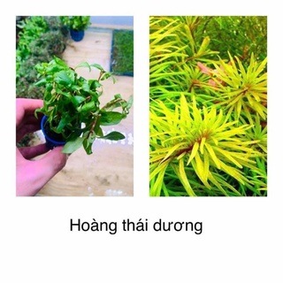 Hoàng thái dương cây thủy sinh lá cạn