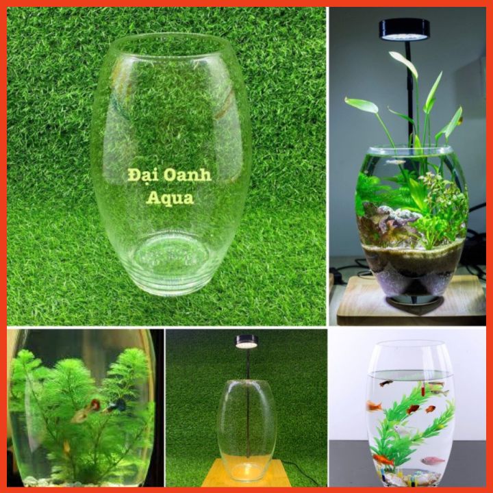 Bể Cá Thủy Tinh Hình Trụ Bầu Dục Tròn - Bể Cá Để Bàn