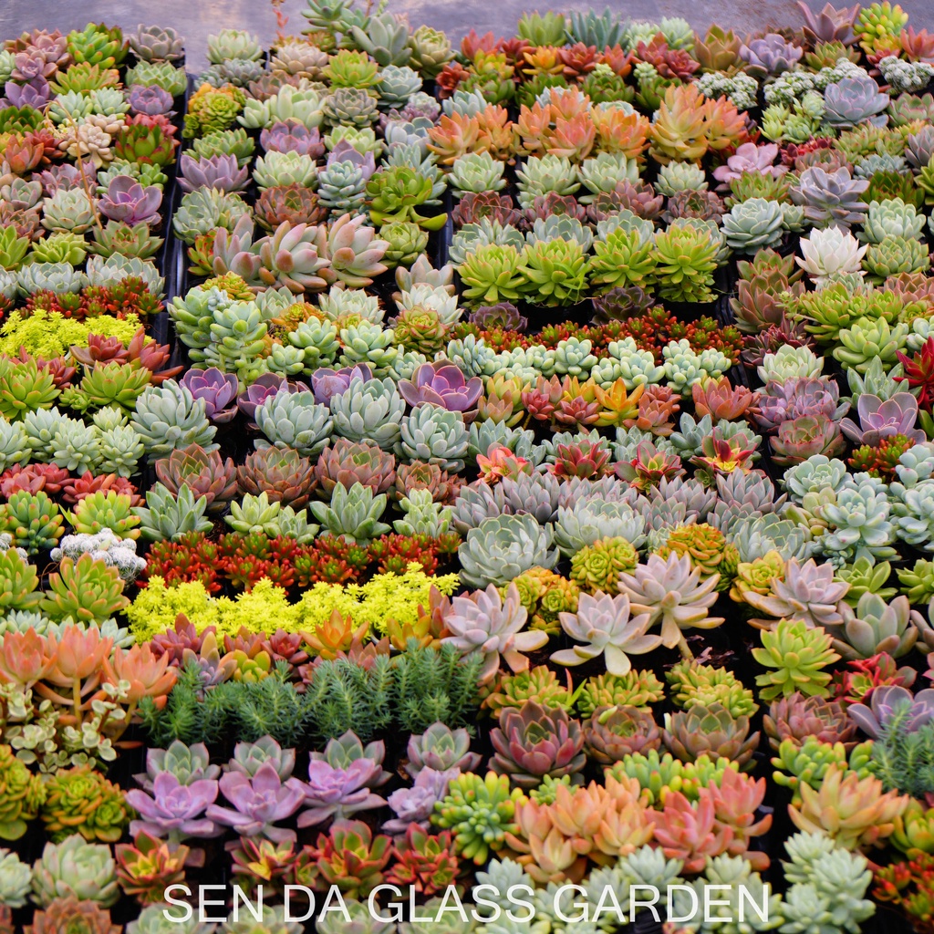 Combo 10 Cây Sen Đá bầu nhỏ 6-7cm GLASS GARDEN, Mix 10 loại khác nhau