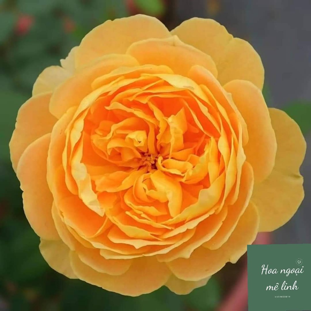 Hoa hồng Molineux rose màu vàng cam quý phái-Hoangoaimelinh