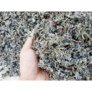 Chè dây rừng