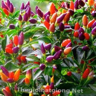 Hạt Giống Ớt Ngũ Sắc  10 Hạt