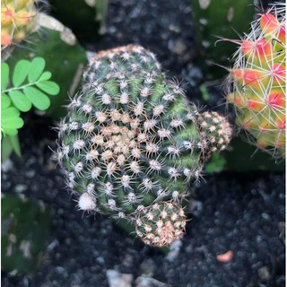 Xương rồng Lobivia-echino