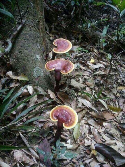 [500g] Nấm lim xanh Tây Bắc khô thơm