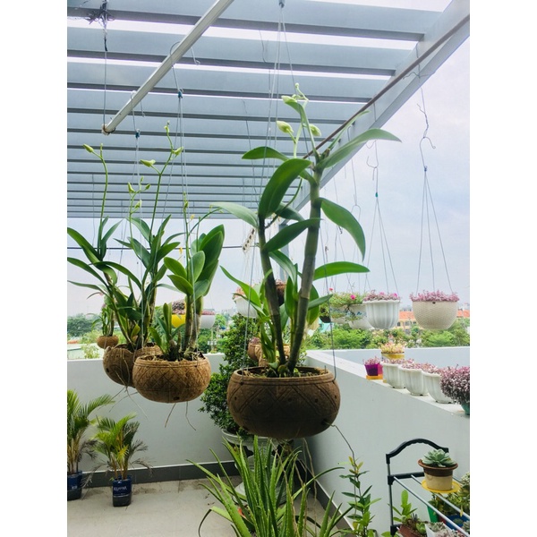 Combo 10 gáo dừa dk 13-15cm trồng lan, cây cảnh... hoa văn sắc nét, gáo tròn đều