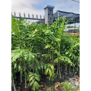 Cây 🌲 Cau đuôi chồn 1m7