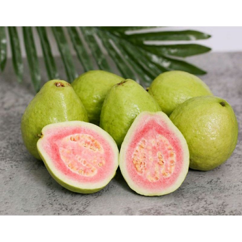 CÂY TO - ỔI TRÂN CHÂU - ĐANG CHO TRÁI