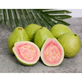 Combo 2 cây ổi trân châu