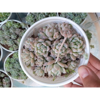 Sen đá dù hồng sz chậu trung